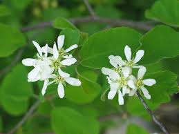 Image result for Amelanchier ovalis