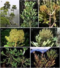 Image result for Astropanax myrianthus