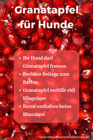 Durfen Hunde Granatapfel Essen Dogco De