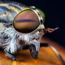 What happens if a horse fly bites your mandible? Horsefly Season How To Avoid Being Bitten Bbc News
