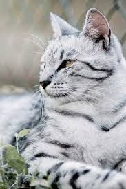 Black And White Tabby Cat Breeds Black And White Striped Cats Google Search Cats Pretty Cats Tabby Cat