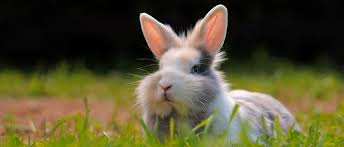 Gartenausflug Mit Kaninchen Vergnugen Auf Zeit