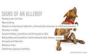 The Power Of Limited Ingredient Dog Food For Allergies Itchy Skin And Sensitive Stomachs Darwin S Natural Pet Products Darwin S Pet Food