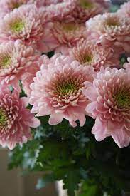 Chrysanthemum Opera Pink Chrysanthemum Flower Beautiful Flowers Chrysanthemum Bouquet