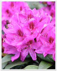 Image result for Afrosciadium rhodesicum