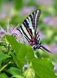Black And White Striped Butterfly With Long Tail Zebra Swallowtail Ventral With Images Swallowtail Butterfly Swallowtail Zebra