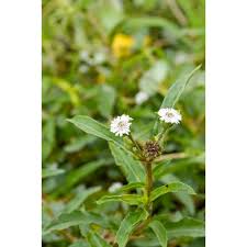 Image result for Eclipta prostrata