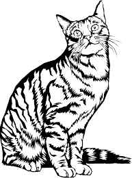 chat5 gif 605 814 dessin chat a colorier coloriage snoopy great pumpkin