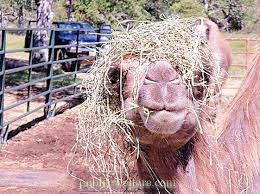 What Does A Camel Eat In The Desert And In The Zoo Nature 2021