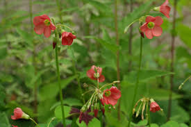 Image result for Oxalis tetraphylla