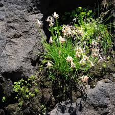 Image result for Tulbaghia alliacea