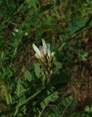 Image result for Teramnus uncinatus