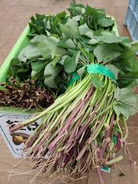 小松屋種苗新町店 野菜種 苗木 家庭菜園