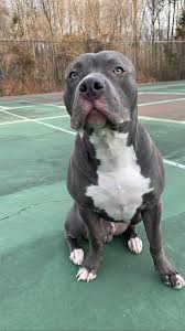 Just Burning Off Some Energy Pitbulls In 2020 Pitbull Mix Breeds Pitbull Dog Puppy Pitbulls