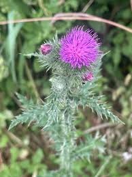 Image result for Carduus nyassanus