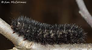 Hey, we found a black cocoon that we have identified as a giant leopard moth cocoon. Ohio Birds And Biodiversity Giant Leopard Moth Cats On The Prowl
