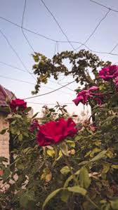 اجعل الهاتف رائعه جدا بهذا الخلفيات صور غلاف حلوه. 120 Rose Ideas In 2021 Rose Hair Braid Videos Sky Photography Nature