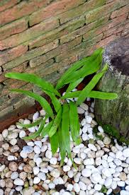 Image result for Lepisorus schraderi