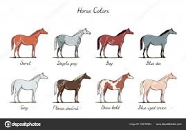 set of horse color chart equine coat colors with text