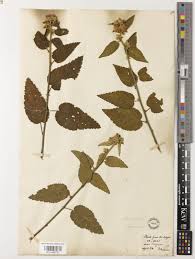 Image result for Melochia