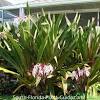 But, like all subtropicals, they have specific preferences. Https Encrypted Tbn0 Gstatic Com Images Q Tbn And9gcqvjrjpkz4cstnujor7uf3z Cx0kvpltdwradlyhrzqjsguj Fl Usqp Cau