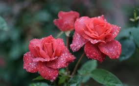 تحميل خلفيات ارتفع قطرات الندى الزهور الجميلة شجيرة الورد
