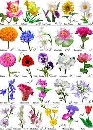 Metametta Flower Types Chart Flower Identification Flower Chart