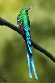 270 Best Natureza E Flores Images On Pinterest Animal Pictures Butterflies And Cutest Animals