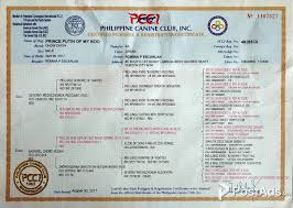 Find images of english bulldog. Chow Chow Puppy For Sale With Imported Lineage Postads Ph