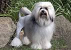 Lowchen Dog Breed Information, Pictures, Characteristics ...