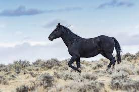 Wild Horse Nation Return To Freedom