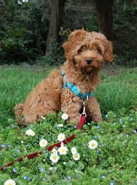 Australian labradoodle puppies for sale. The Ultimate Guide To The Australian Labradoodle Animalso