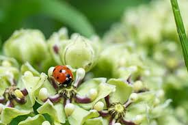 Augusta florists with same day delivery. Royalty Free Lady Bug Photos Free Download Pxfuel