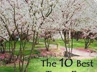 We did not find results for: 47 Best Trees To Line Driveway Ideas Landscape Tree Lined Driveway Driveway