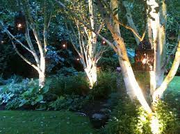 Birch Trees Uplit Dublin Lighting Your Garden Landscape Projects House Landscape
