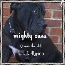 4 boerboel mix german shepherd puppies available. Black Boerboel Queensburgh Dogs Puppies Public Ads 153715