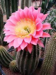 Blooming+flower+cactus | texas prickly pear cactus (opuntia engelmanni), plant blooming, laredo. Cactus Archives Cactus Jungle