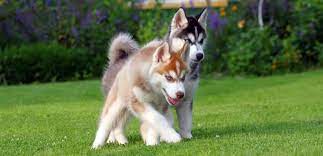 In just two weeks, your pup has grown a lot! How Much To Feed A Husky Puppy 4 Week 6 Week 8 Week 10 Week
