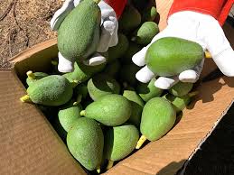 Image result for Dark Avocado 1983 Fedders