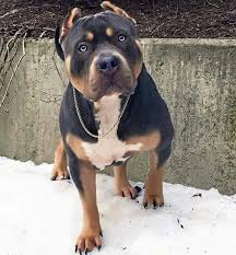 Pin By Bill Da Goon On Caes Pitbulls Pitbull Puppies Bully Dog