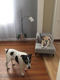 — choose a quantity of hills kd dog food. Hill S Prescription Diet K D Kidney Care With Chicken Canned Dog Food 13 Oz Case Of 12 Petco