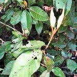 Image result for Trichocladus