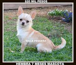 Pin En Perros Chihuahua Mexico