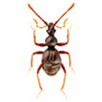 Image result for Pseudechinolaena