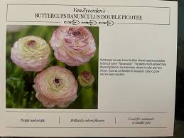 Image result for Ranunculus stagnalis