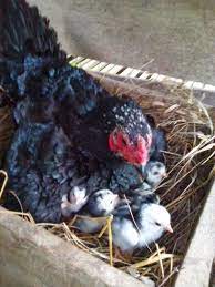 Sebagai ayam petarung tentunya ayam bangkok harus memiliki stamina yang prima dan pukulan yang mematikan agar bisa menang dalam pertarungan. Tips Mengatasi Induk Ayam Bangkok Yang Susah Bertelur Ayam Laga Artikel Lengkap Tentang Ayam Laga