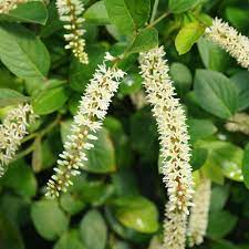 Sweetspire usually grows three to five feet tall, although it may be taller and leggier in moist or shaded areas. Scentlandia Sweetspire Itea Virginica Proven Winners