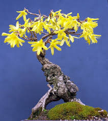 Forsythia Bonsai Bonsai Bonsais Bonsay
