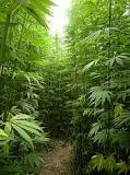 Hemp - Wikipedia