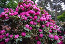 Rhododendron Hybrid Germania High Resolution Picture Rhododendron Plants Azaleas